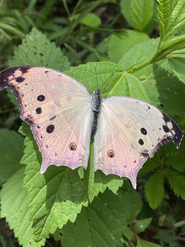 Protogoniomorpha parhassus