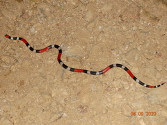Micrurus ibiboboca