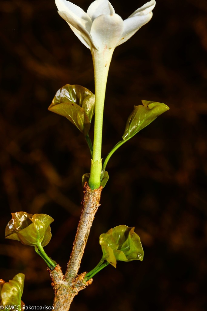 Hyperacanthus piliformis