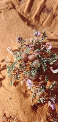 Astragalus striatiflorus