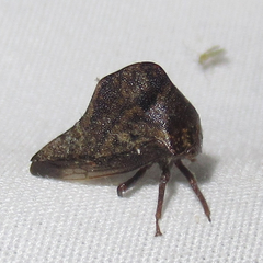 Telamona ampelopsidis