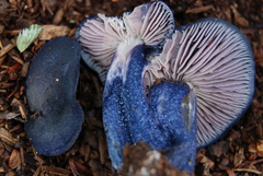Entoloma subcarneum