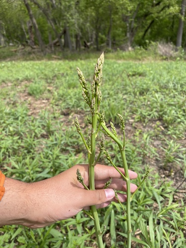 Asparagus officinalis