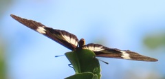 Acraea aganice