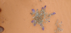 Sophora stenophylla
