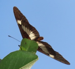 Acraea aganice