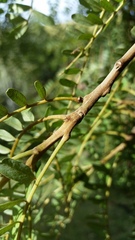 Sophora tetraptera