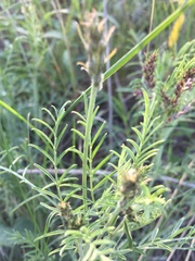Astragalus skvortsovii