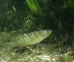 Fundulus seminolis