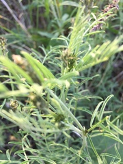 Astragalus skvortsovii