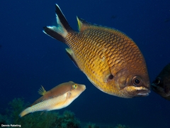 Canthigaster capistrata