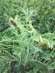 Astragalus skvortsovii