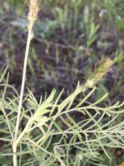 Astragalus skvortsovii