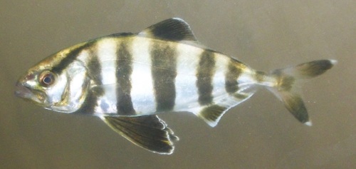 Banded Rudderfish