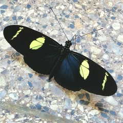 Heliconius sara