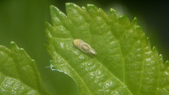 Hishimonus hamatus