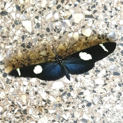 Heliconius sara