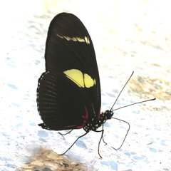 Heliconius sara