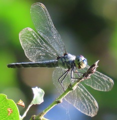 Chalcostephia flavifrons