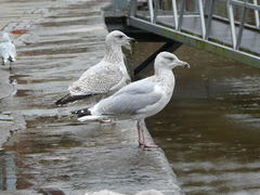Larus argentatus