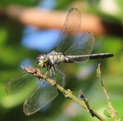 Chalcostephia flavifrons