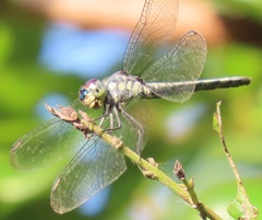 Chalcostephia flavifrons