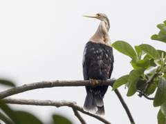 Anhinga anhinga