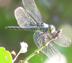 Chalcostephia flavifrons