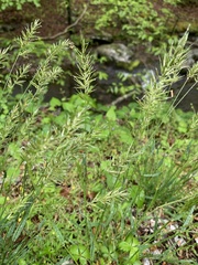 Elymus hystrix