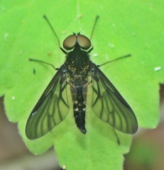 Chrysopilus connexus