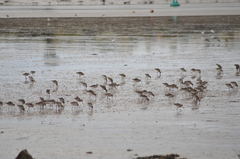 Limosa limosa islandica