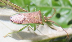 Plinachtus