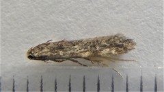 Xenolechia velatella