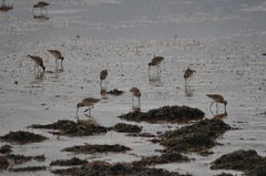 Limosa limosa islandica