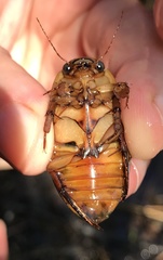 Dytiscus cordieri