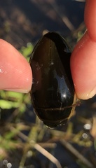 Dytiscus cordieri