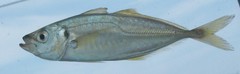 Trachurus lathami