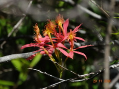 Epidendrum cinnabarinum