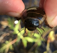 Dytiscus cordieri