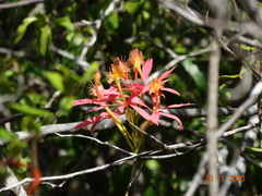 Epidendrum cinnabarinum
