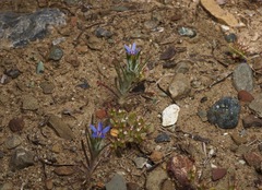 Eriastrum calocyanum