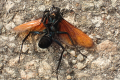 Pepsis chrysothemis