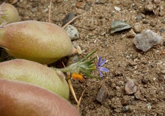 Eriastrum calocyanum