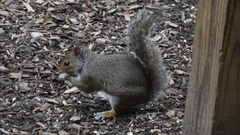 Sciurus carolinensis