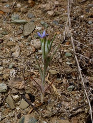 Eriastrum calocyanum