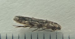 Xenolechia velatella