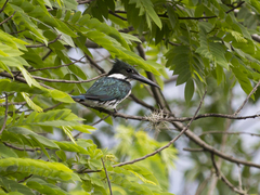Chloroceryle amazona