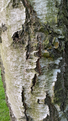 Betula pendula