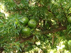 Juniperus brevifolia