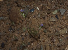 Eriastrum calocyanum